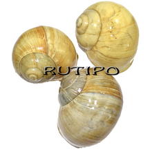 Lacquered shell 60 * 45 mm, pcs