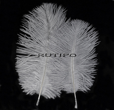 Ostrich feather Gray 15-20cm, piece