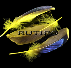 Duck feather black-yellow 10-15cm, pcs