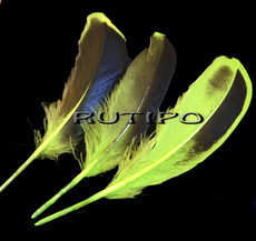 Duck feather black-green 10-15cm, pcs