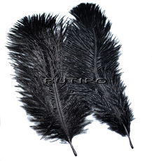 Ostrich feather black 15-20cm, pcs