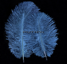 Ostrich feather Navy 15-20cm, piece