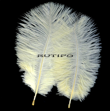 Ostrich feather Beige 15-20cm, piece
